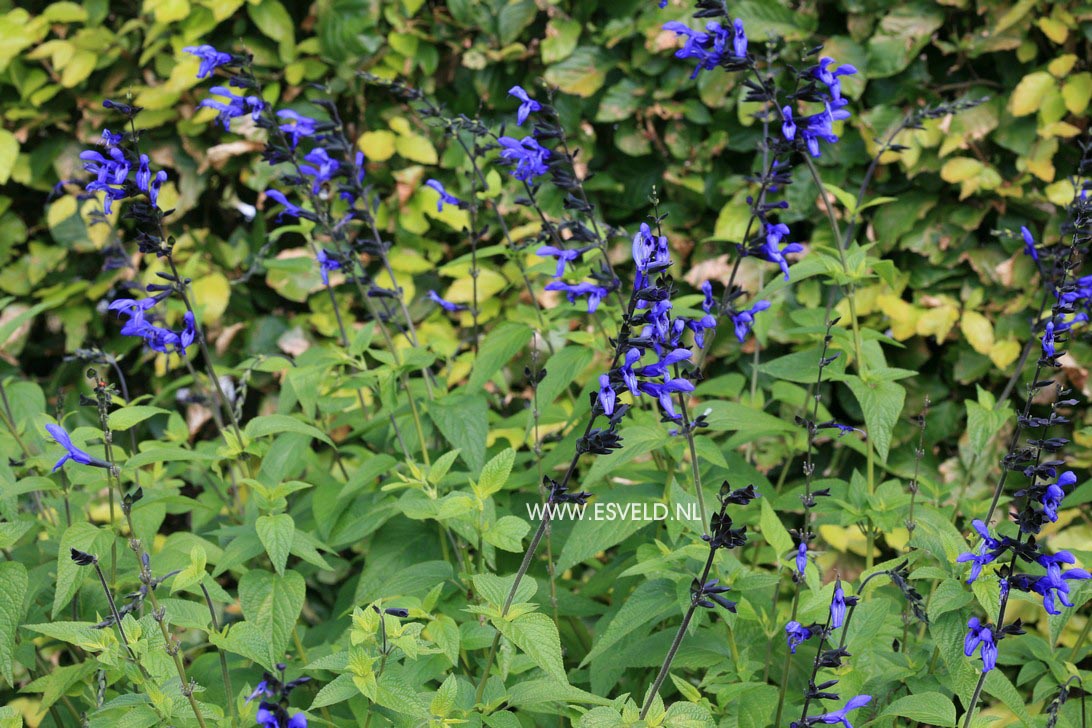Salvia guaranitica 'Black & Blue'