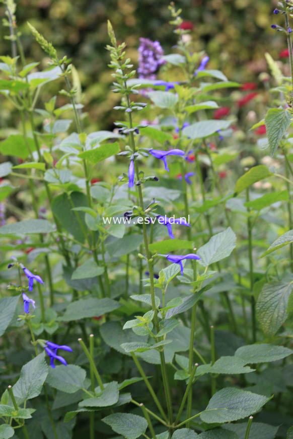 Salvia guaranitica 'Blue Enigma'