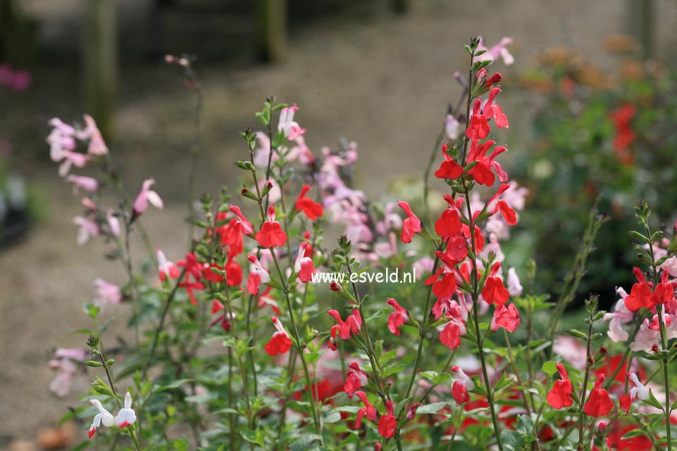 Salvia microphylla 'Hot Lips'