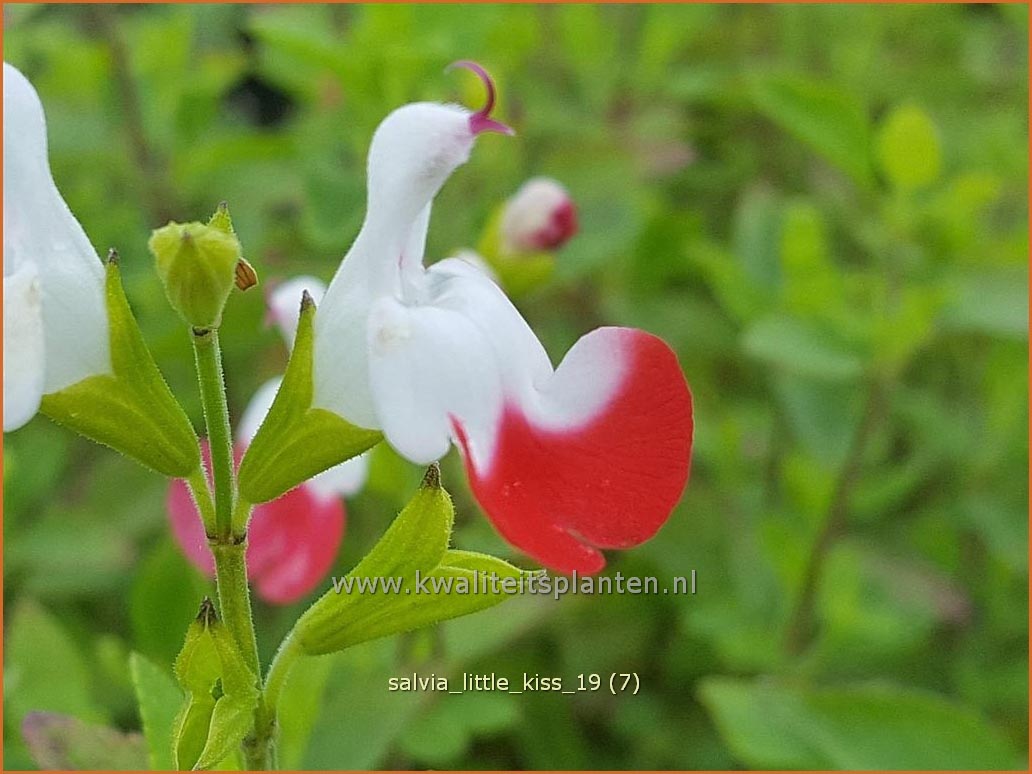 Salvia microphylla 'Little Kiss' (C1292)