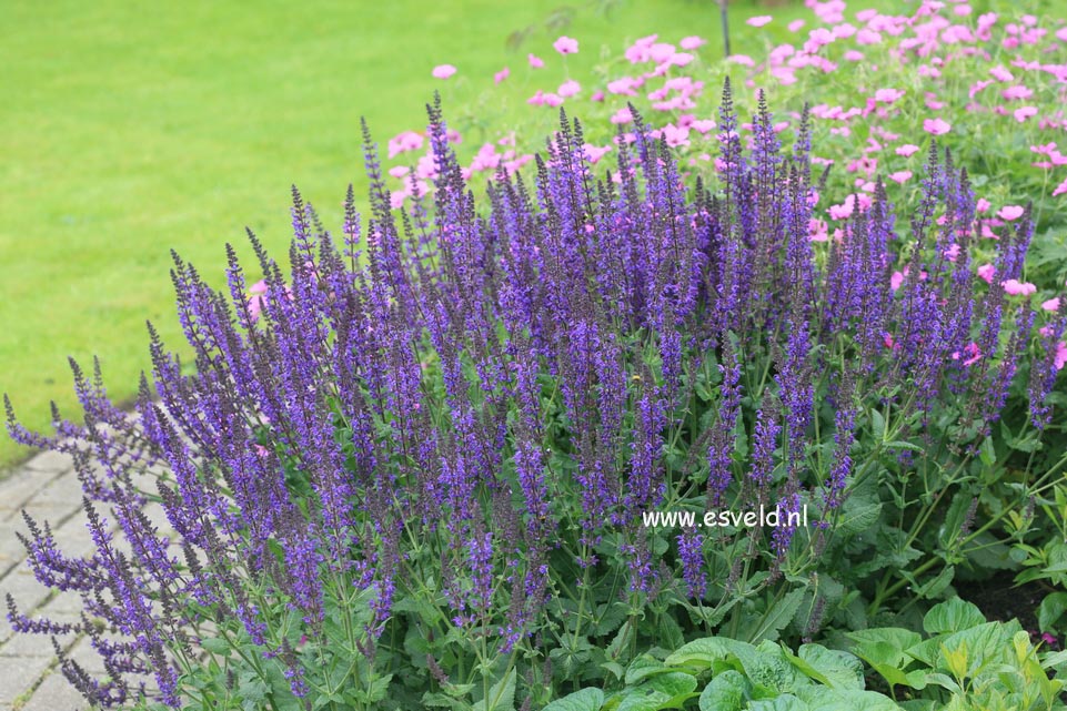 Salvia nemorosa 'Caradonna'