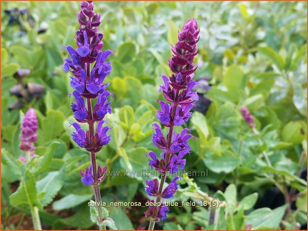 Salvia nemorosa 'Deep Blue Field' (C1295)