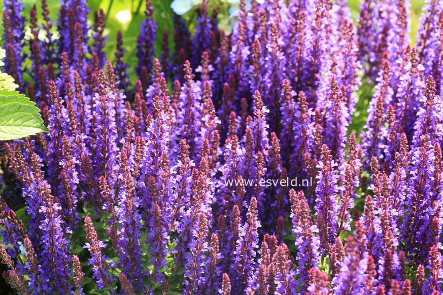 Salvia nemorosa 'Flor Sal Dblue' (SENSATION DEEP BLUE)