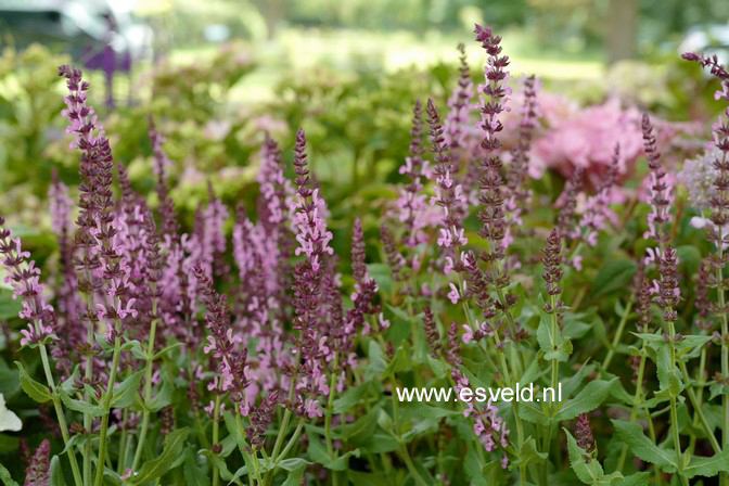 Salvia nemorosa 'Flor Sal Roz' (SENSATION DEEP ROSE)