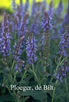 Salvia nemorosa 'Frederiek'