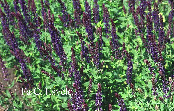 Salvia nemorosa 'Lubeca'