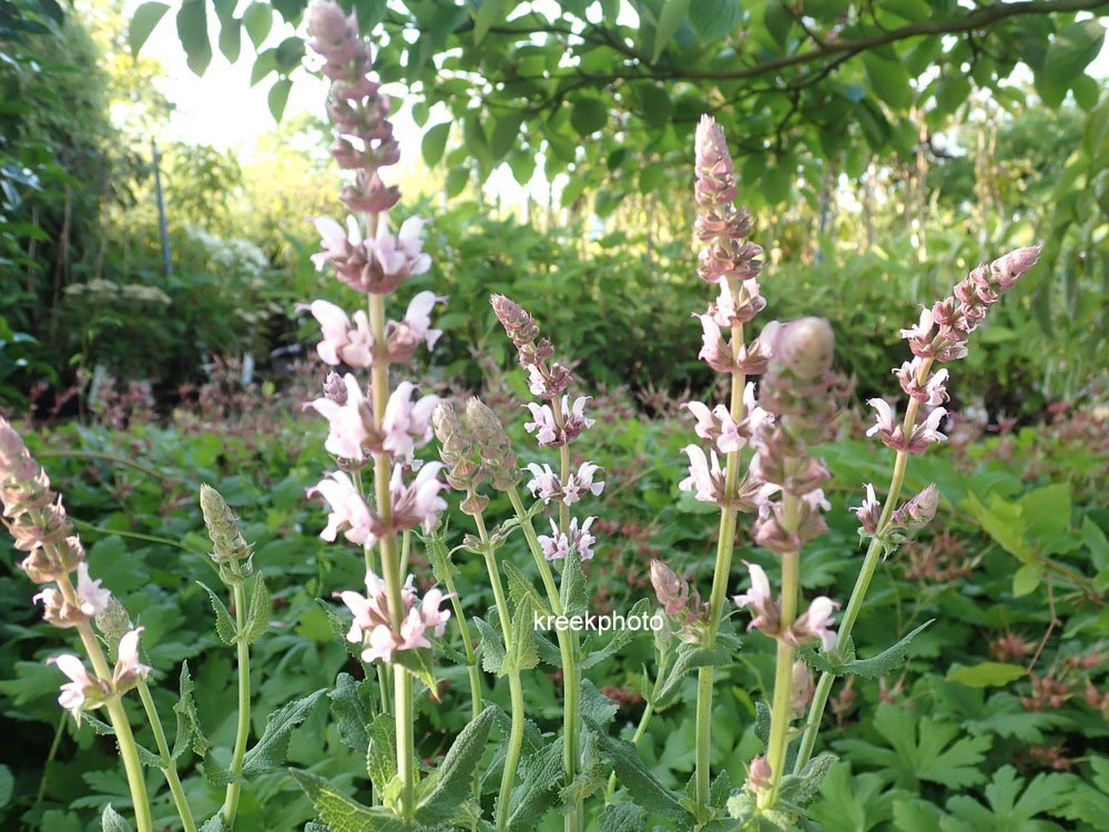 Salvia nemorosa 'Salute Light Pink'