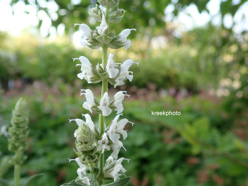 Salvia nemorosa 'Salute White'