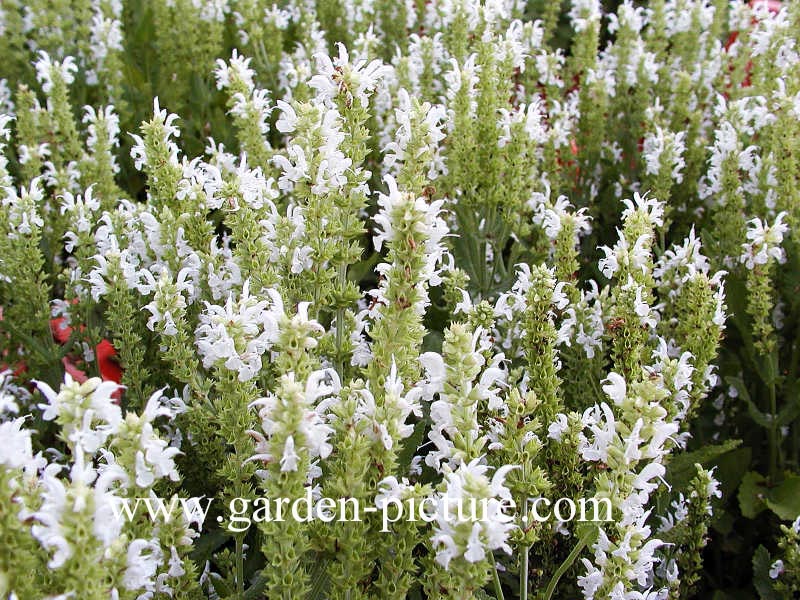 Salvia nemorosa 'Schneehuegel'