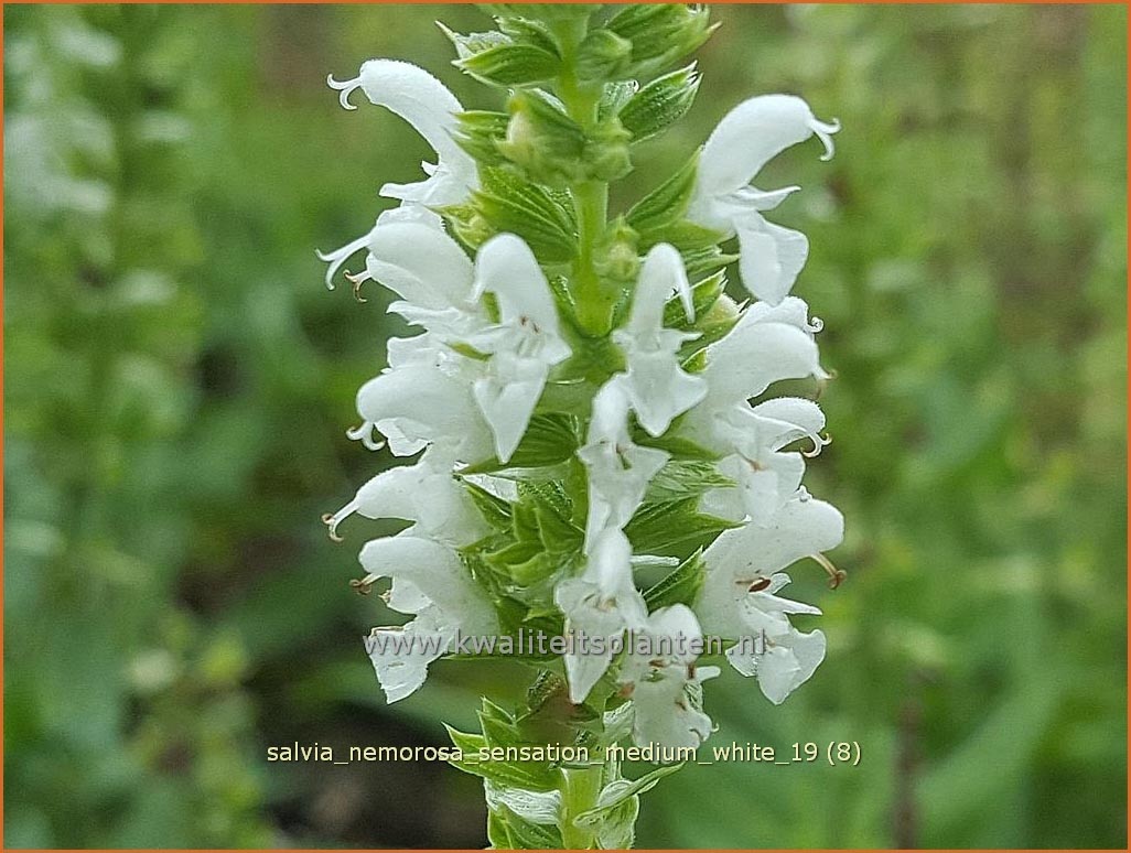 Salvia nemorosa 'Sensation Medium White' (C1297)