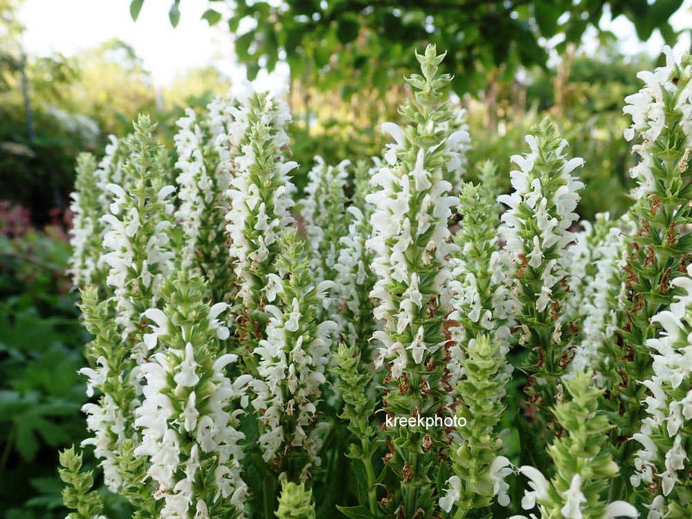 Salvia nemorosa 'Smash White'