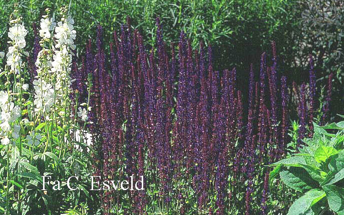 Salvia nemorosa 'T&auml;nzerin'