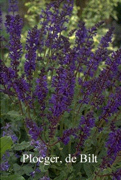 Salvia nemorosa 'Viola Klose'