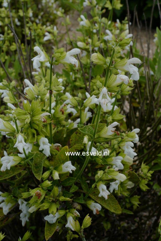 Salvia officinalis 'Albiflora' (B6688)
