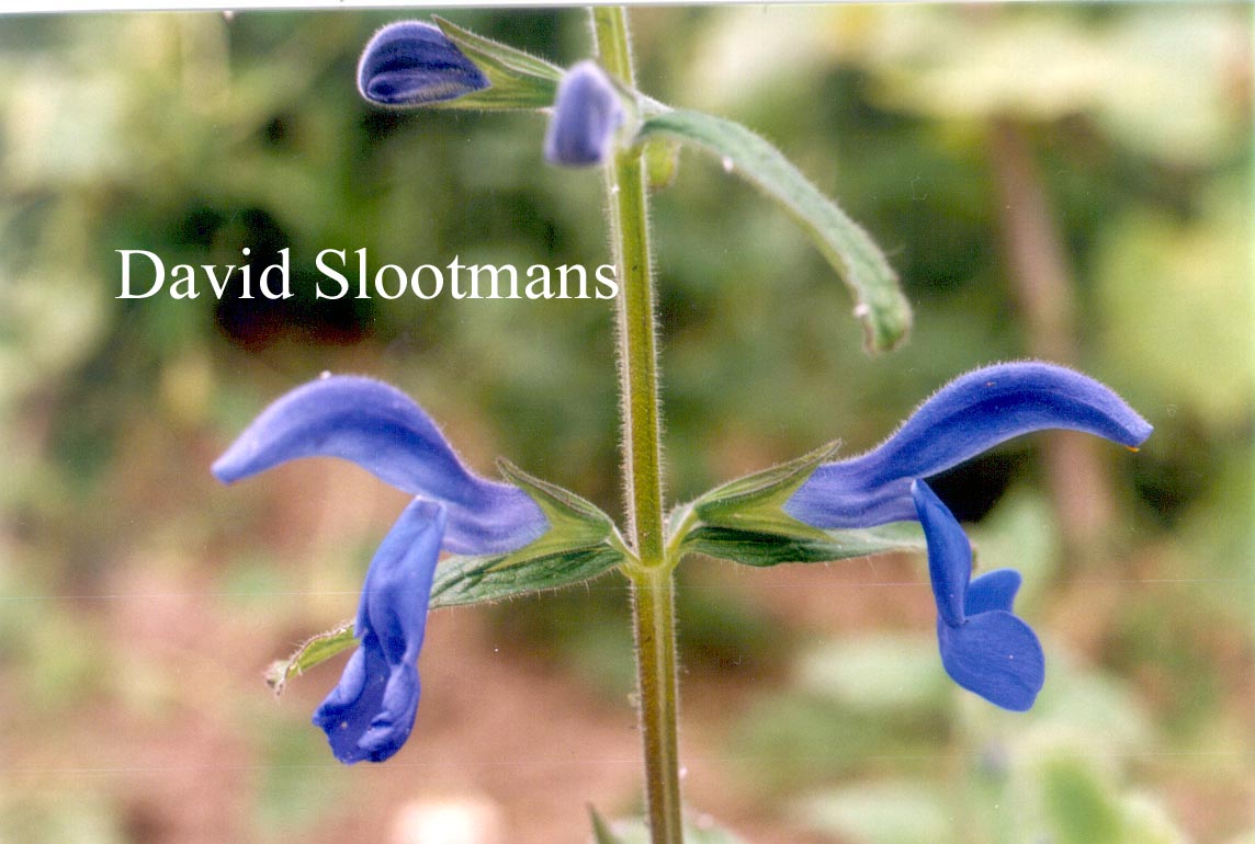 Salvia patens Salvia patens