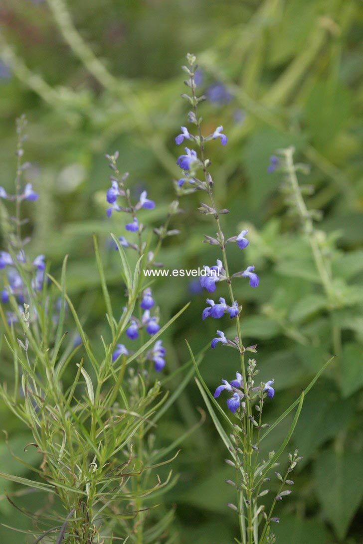 Salvia reptans (76755)