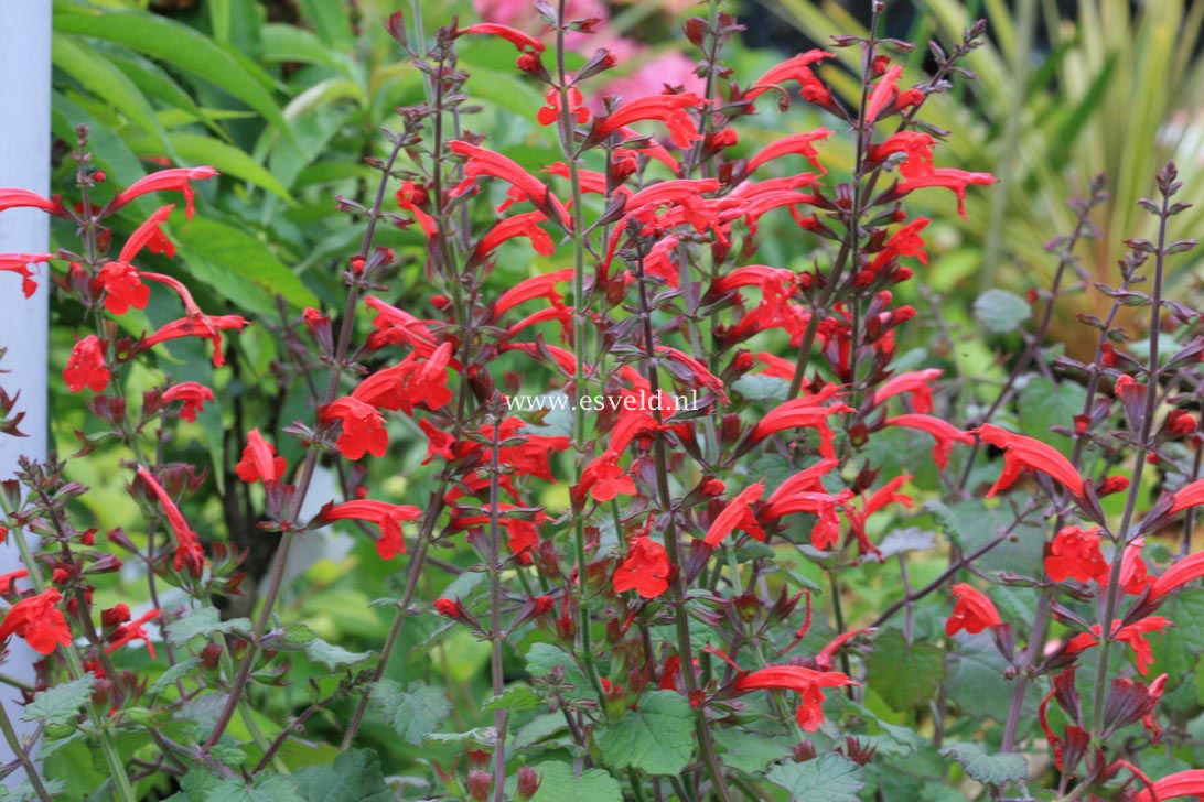 Salvia roemeriana 'Hot Trumpets'
