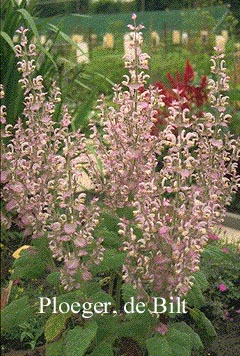 Salvia sclarea var. turkestanica