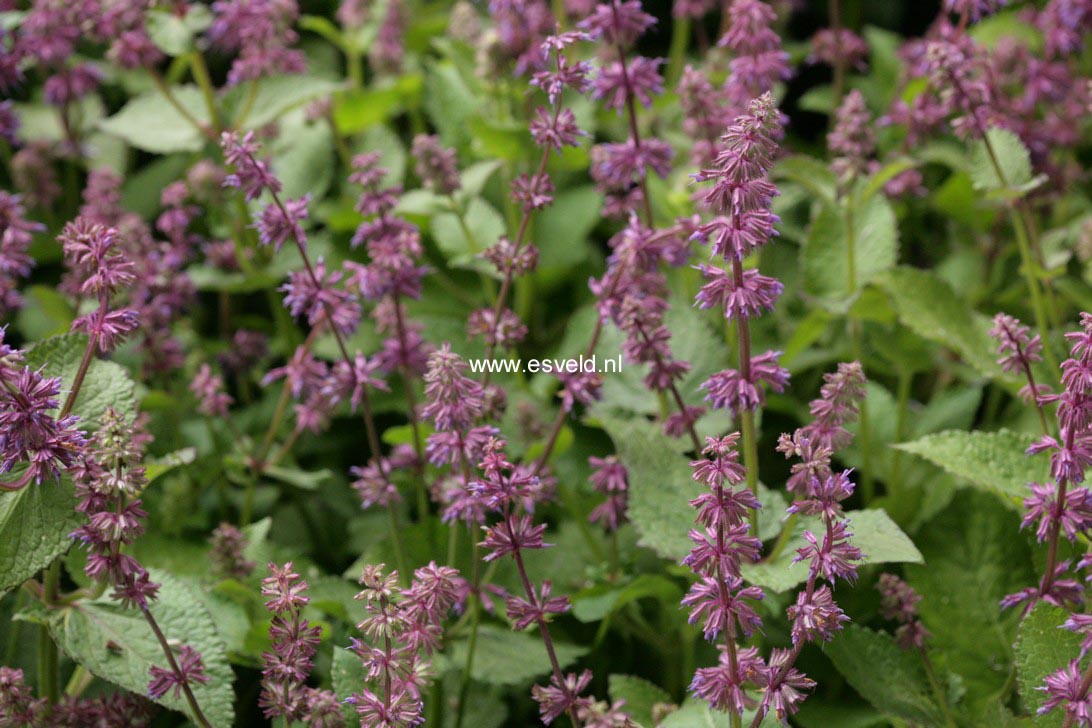 Salvia verticillata 'Endless Love' (77640)