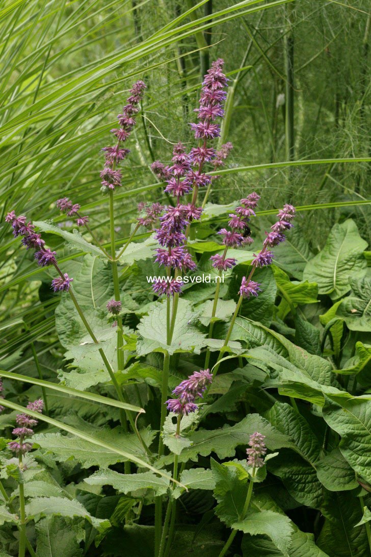 Salvia verticillata