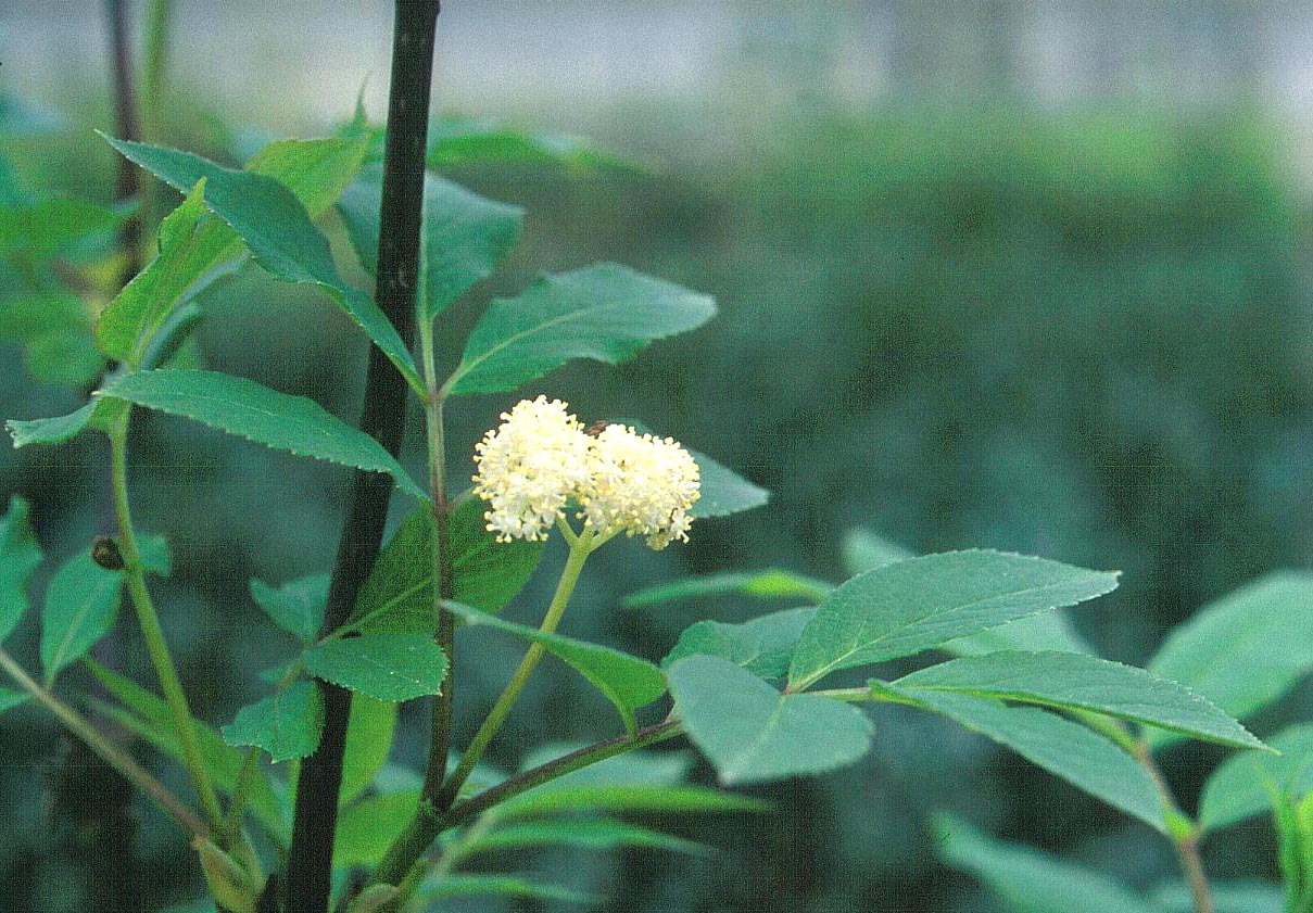 Sambucus callicarpa