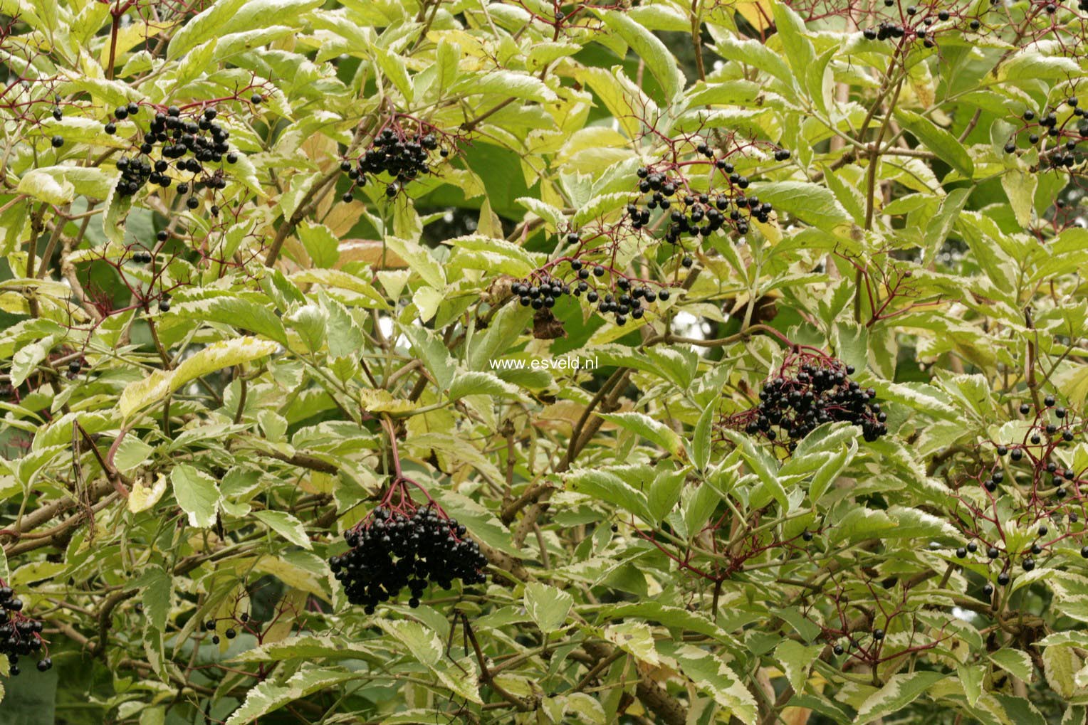 Sambucus nigra 'Albovariegata'