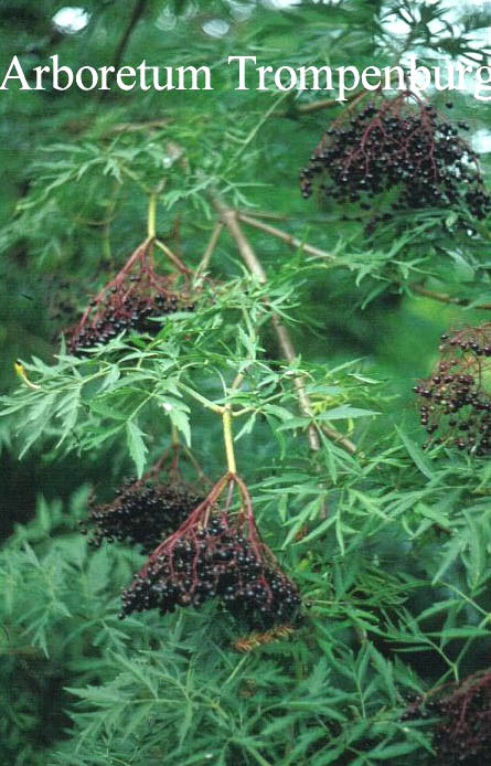 Sambucus nigra 'Laciniata'