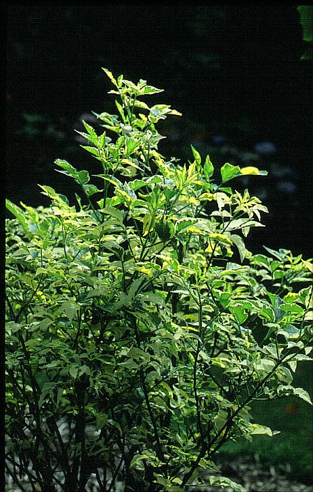 Sambucus nigra 'Madonna'