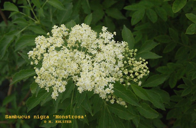 Sambucus nigra 'Monstrosa'