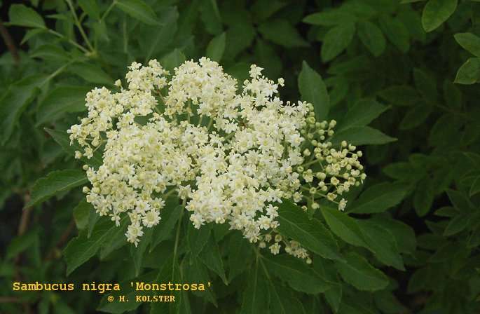 Sambucus nigra 'Monstrosa' (79275)