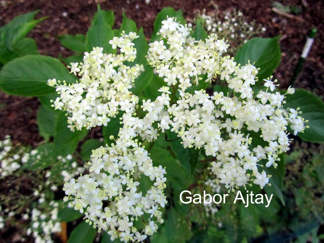 Sambucus nigra 'Riese aus Vossloch'