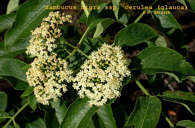Sambucus nigra ssp. caerulea