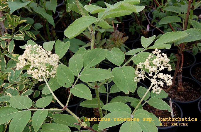 Sambucus racemosa ssp. kamtschatica (79277)