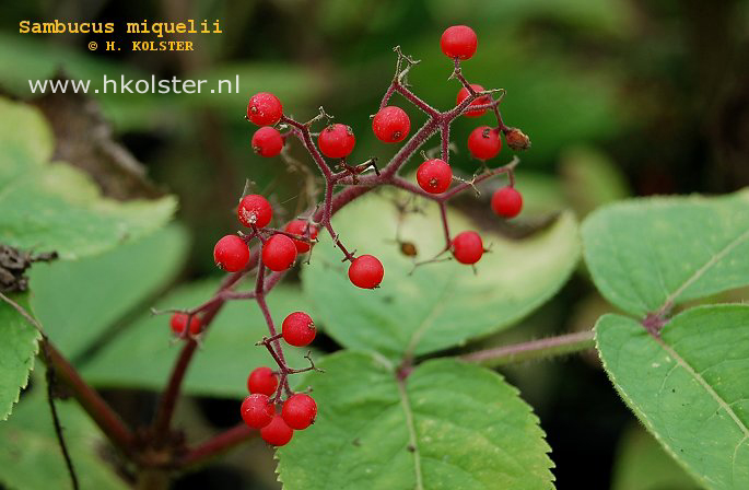 Sambucus racemosa var. miquelii