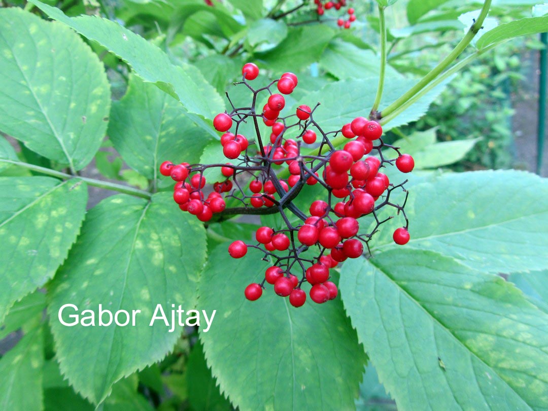 Sambucus sieboldiana