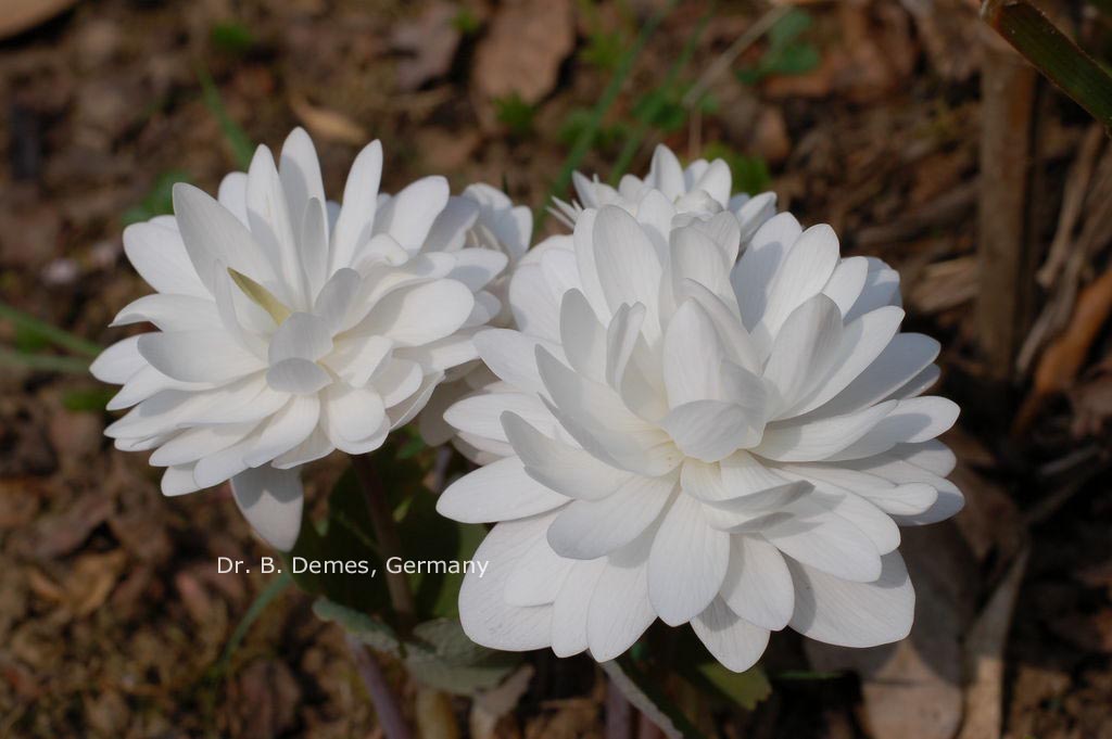 Sanguinaria canadensis 'Multiplex'
