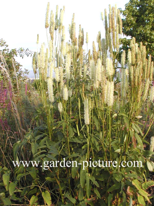 Sanguisorba canadensis