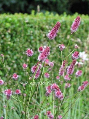Sanguisorba officinalis 'Pink Tanna'