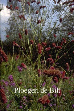 Sanguisorba tenuifolia 'Pink Elephant'