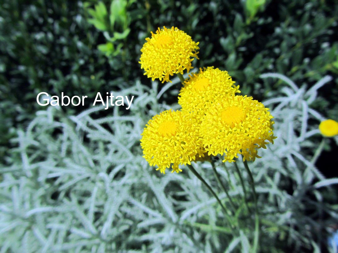 Santolina chamaecyparissus nana