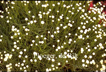 Santolina chamaecyparissus ssp. lindavica