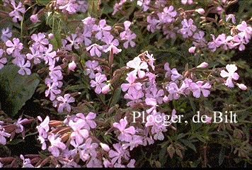 Saponaria hausknechtii