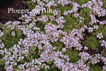Saponaria olivana Saponaria olivana