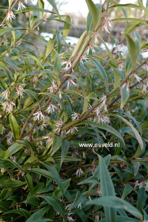 Sarcococca hookeriana 'Purple Stem'