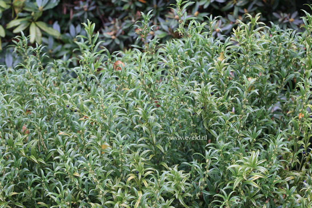Sarcococca hookeriana 'Schillingii'