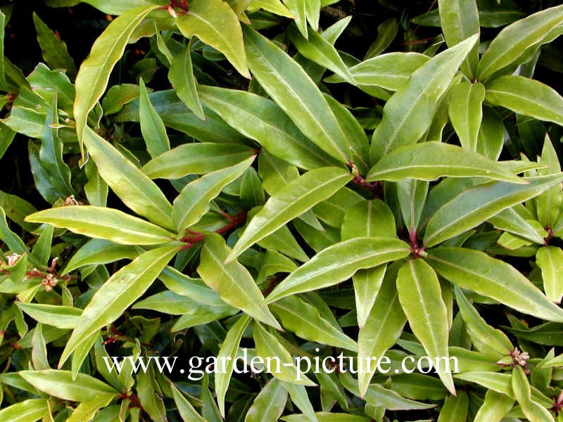 Sarcococca hookeriana digyna