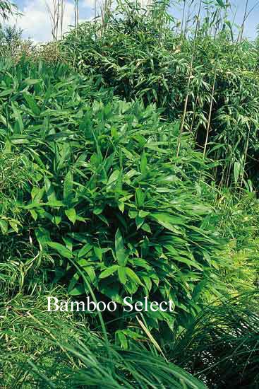 Sasa tsuboiana Sasa tsuboiana