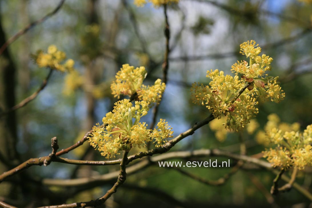 Sassafras albidum molle