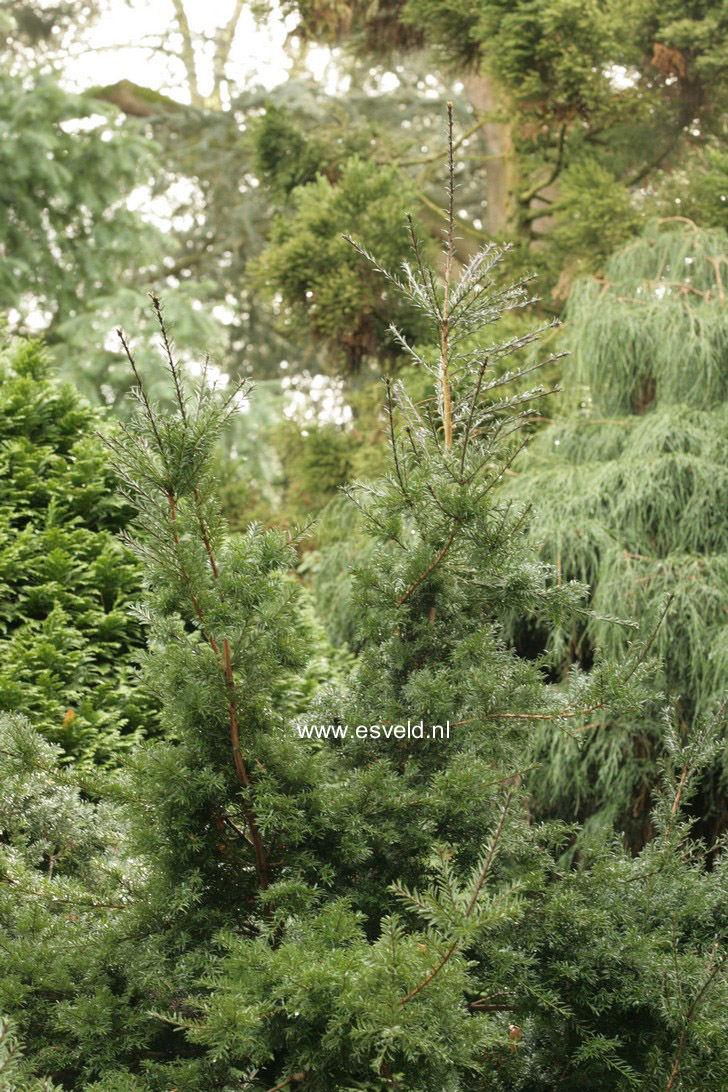 Saxegothaea conspicua