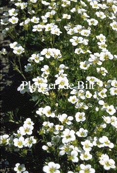 Saxifraga 'Schneeteppich'